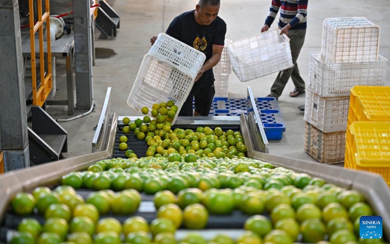 Workers sort freshly picked oranges at an agricultural products trading center in Chengmai county, south China's Hainan Province, Nov. 14, 2025. The oranges, a local specialty produce of Chengmai County, have entered the market in early winter.

Thanks to support of the local authorities in policy, technology and promotion efforts in recent years, oranges have become a pillar cash cow for local farmers. The orange planting area in the county has exceeded 12,000 mu (800 hectares) this year. Photo: Xinhua