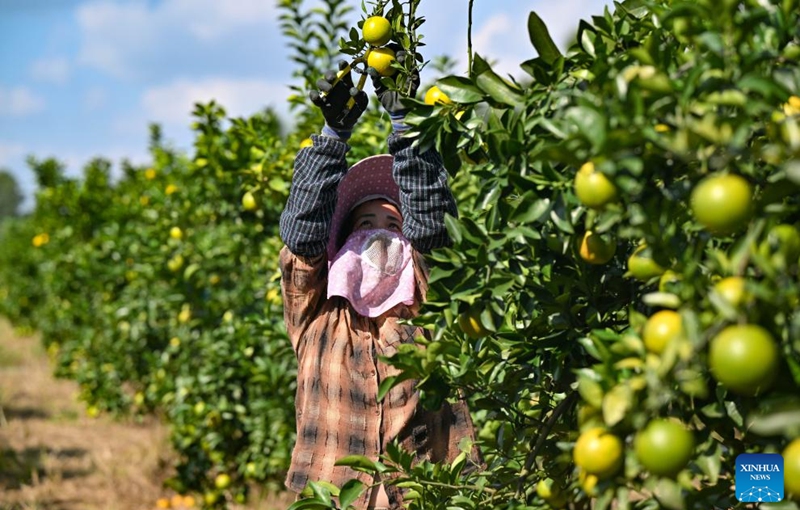 A farmer picks oranges at a planting base in Fushan Town of Chengmai county, south China's Hainan Province, Nov. 14, 2025. The oranges, a local specialty produce of Chengmai County, have entered the market in early winter.

Thanks to support of the local authorities in policy, technology and promotion efforts in recent years, oranges have become a pillar cash cow for local farmers. The orange planting area in the county has exceeded 12,000 mu (800 hectares) this year.  Photo: Xinhua
