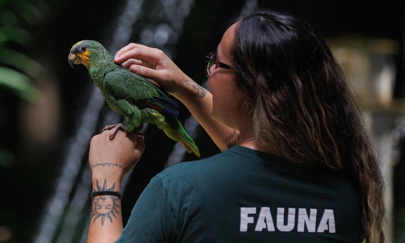 A staff member interacts with a yellow-crowned Amazon parrot at a park in Belem, Brazil, Nov. 13, 2025. (Photo by Claudia Martini/Xinhua)