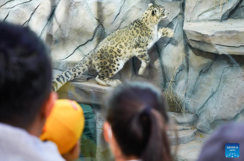 Visitors watch a snow leopard at Xining Wildlife Park in northwest China's Qinghai Province, Nov. 15, 2025. The leopard house at Xining Wildlife Park reopened to the public after a month-long renovation. Photo: Xinhua