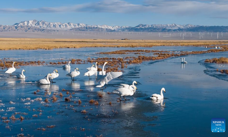 A drone photo taken on Nov. 14, 2025 shows whooper swans at the Xiaosugan lake wetland in Kazak Autonomous County of Aksay, northwest China's Gansu Province. Photo: Xinhua