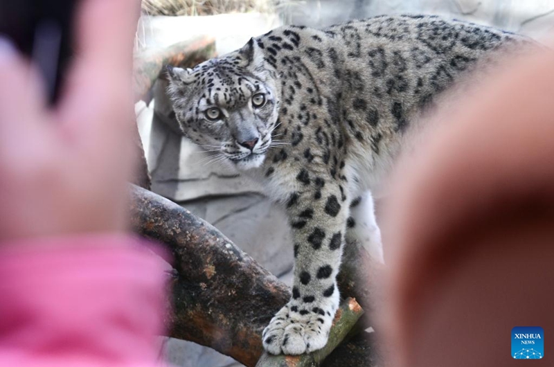 Visitors watch a snow leopard at Xining Wildlife Park in northwest China's Qinghai Province, Nov. 15, 2025. The leopard house at Xining Wildlife Park reopened to the public after a month-long renovation. Photo: Xinhua