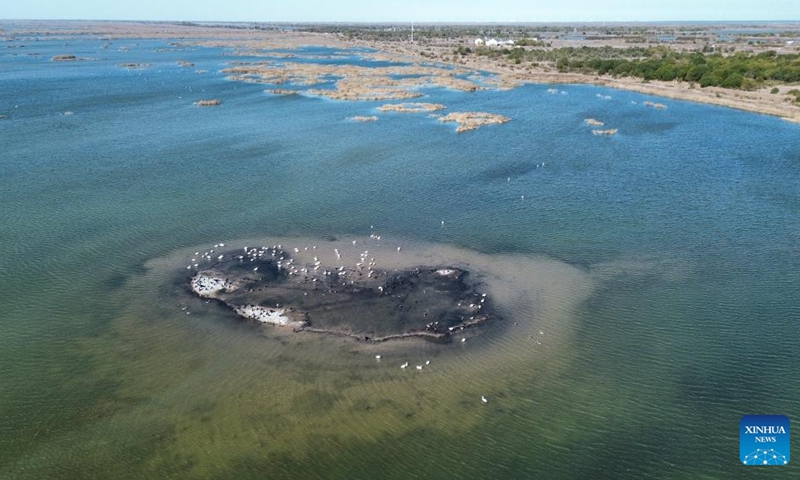 Migratory birds rest at the Yellow River Delta National Nature Reserve in Dongying City, east China's Shandong Province, on Nov. 13, 2025. Photo: Xinhua