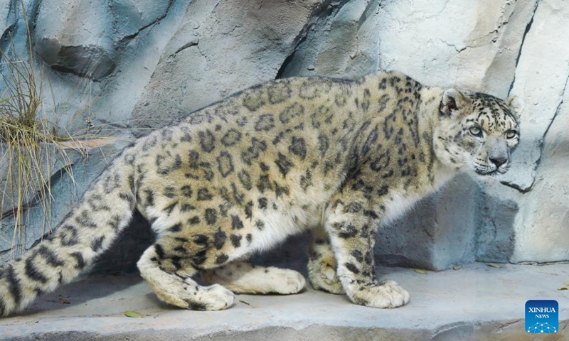 A snow leopard is seen at Xining Wildlife Park in northwest China's Qinghai Province, Nov. 15, 2025. The leopard house at Xining Wildlife Park reopened to the public after a month-long renovation. Photo: Xinhua