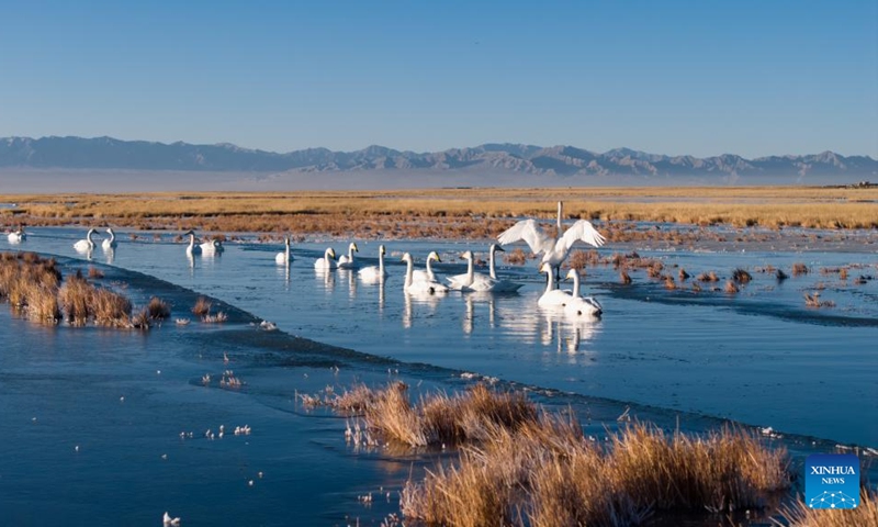 A drone photo taken on Nov. 14, 2025 shows whooper swans at the Xiaosugan lake wetland in Kazak Autonomous County of Aksay, northwest China's Gansu Province. Photo: Xinhua