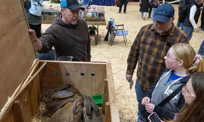 People view rabbits during the 2025 rabbit & cavy competition at the Royal Agricultural Winter Fair in Toronto, Canada, Nov. 16, 2025. (Photo by Zou Zheng/Xinhua)