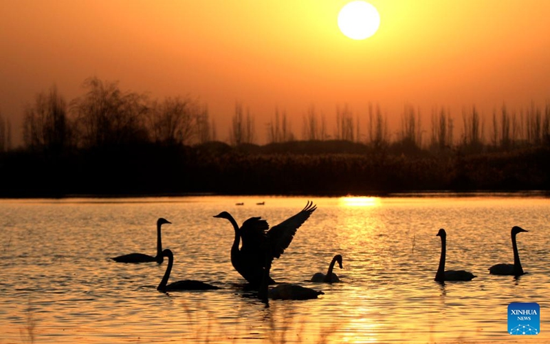 Swans are pictured at the Zhangye National Wetland Park in Zhangye City, northwest China's Gansu Province, on Nov. 15, 2025. Photo: Xinhua