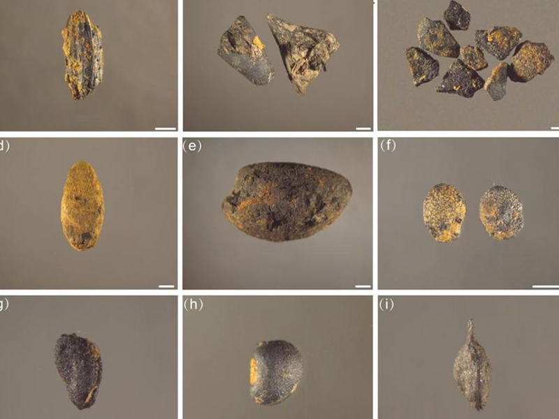 Plant remains discovered the Baojia site 