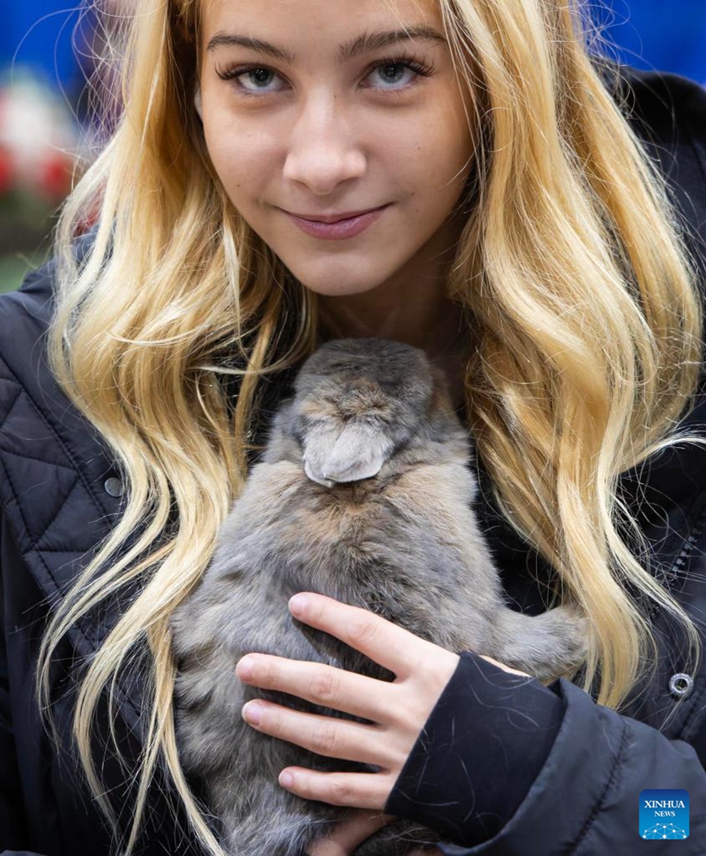 A girl poses for photos with a rabbit during the 2025 rabbit & cavy competition at the Royal Agricultural Winter Fair in Toronto, Canada, Nov. 16, 2025. (Photo by Zou Zheng/Xinhua)