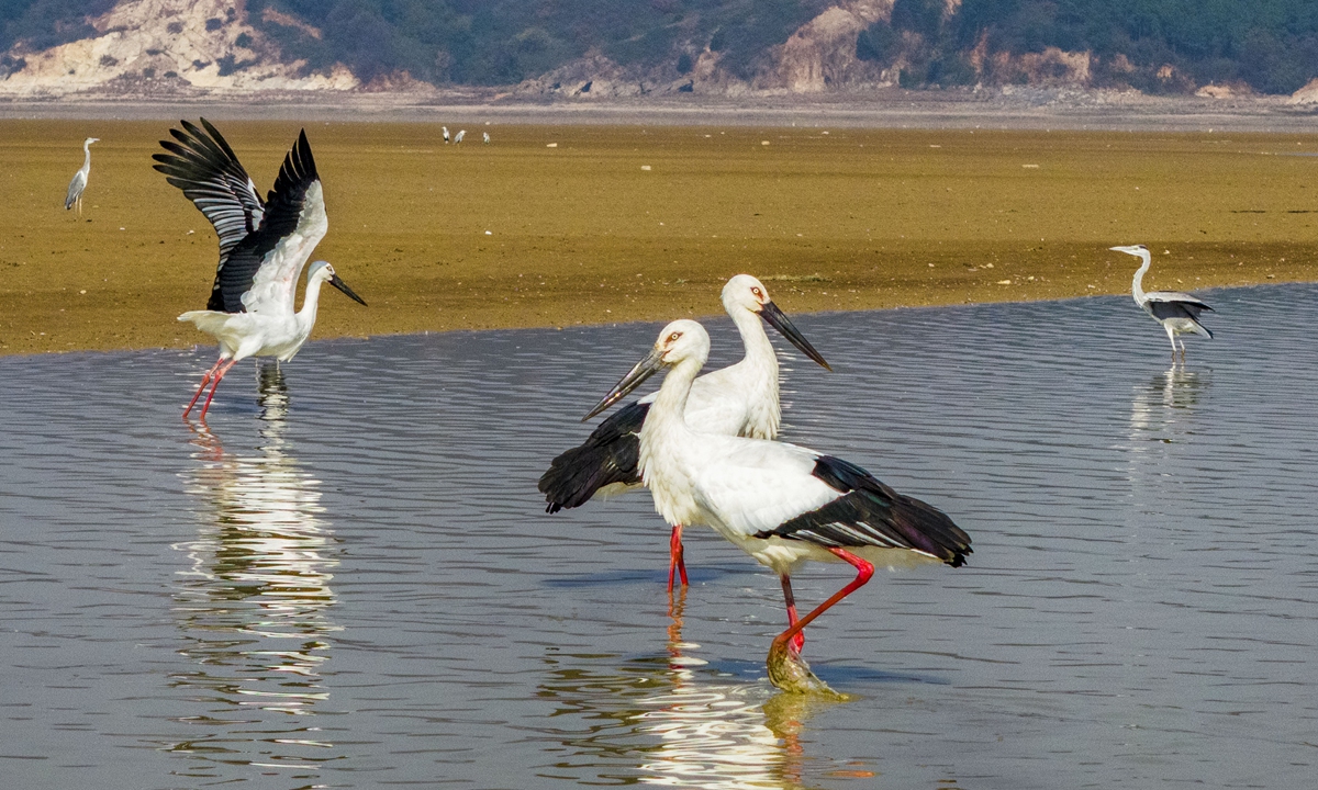 On November 14, 2025, Oriental storks photographed in the Poyang Lake Wetland, Duchang County, Jiangxi Province. Photo: VCG
