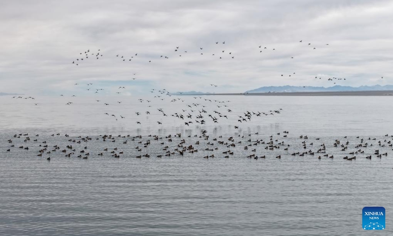 A drone photo taken on Nov. 16, 2025 shows water birds foraging at the Dasugan Lake Provincial Migratory Bird Nature Reserve in Kazak Autonomous County of Aksay, Jiuquan, northwest China's Gansu Province. Dasugan Lake and Xiaosugan Lake are connected and are both formed by the meltwater from the Qilian Mountains. A unique phenomenon is that the upstream Xiaosugan Lake is a freshwater lake, while the downstream Dasugan Lake is a saline lake.

Together, they nurture a vibrant ecological wetland in the vast Gobi Desert, serving as an important stopover and breeding habitat for migratory birds along China's migration routes. Photo: Xinhua