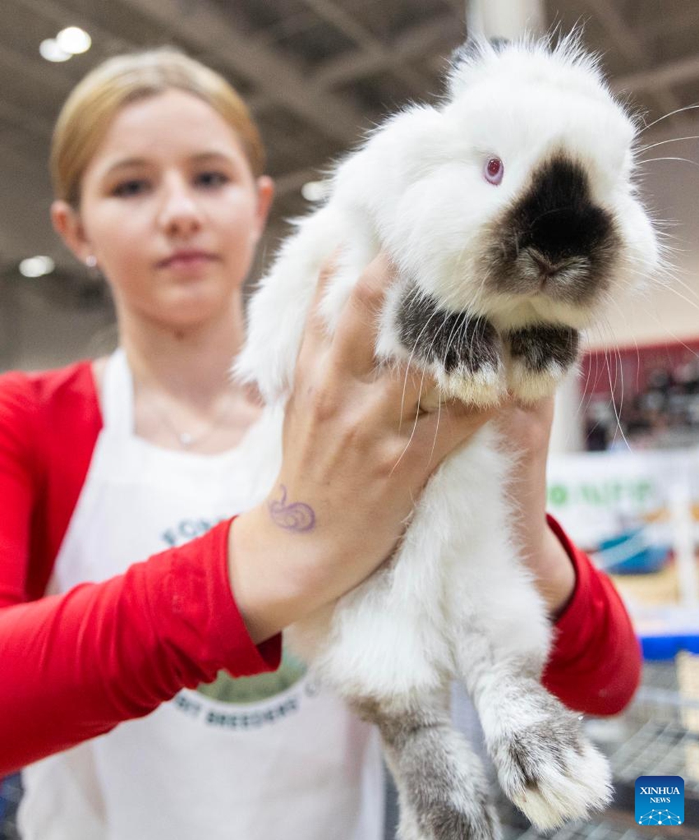 A breeder displays a rabbit during the 2025 rabbit & cavy competition at the Royal Agricultural Winter Fair in Toronto, Canada, Nov. 16, 2025. (Photo by Zou Zheng/Xinhua)