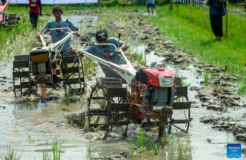 Farmers participate in a rice field tractors racing on a muddy rice field in Kebonagung village, Bantul regency, Yogyakarta, Indonesia, Nov. 16, 2025. (Photo by Agung Supriyanto/Xinhua)