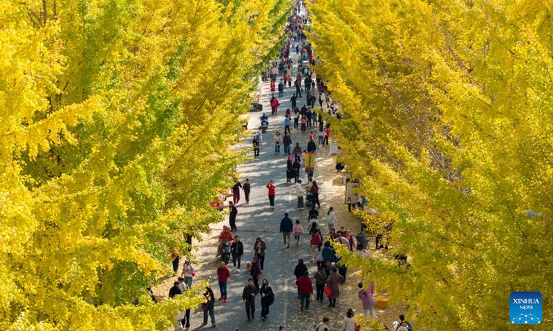 An aerial drone photo taken on Nov. 15, 2025 shows tourists enjoying the view of ginkgo trees along a road at Tongji Town of Pengzhou City, southwest China's Sichuan Province. Photo: Xinhua