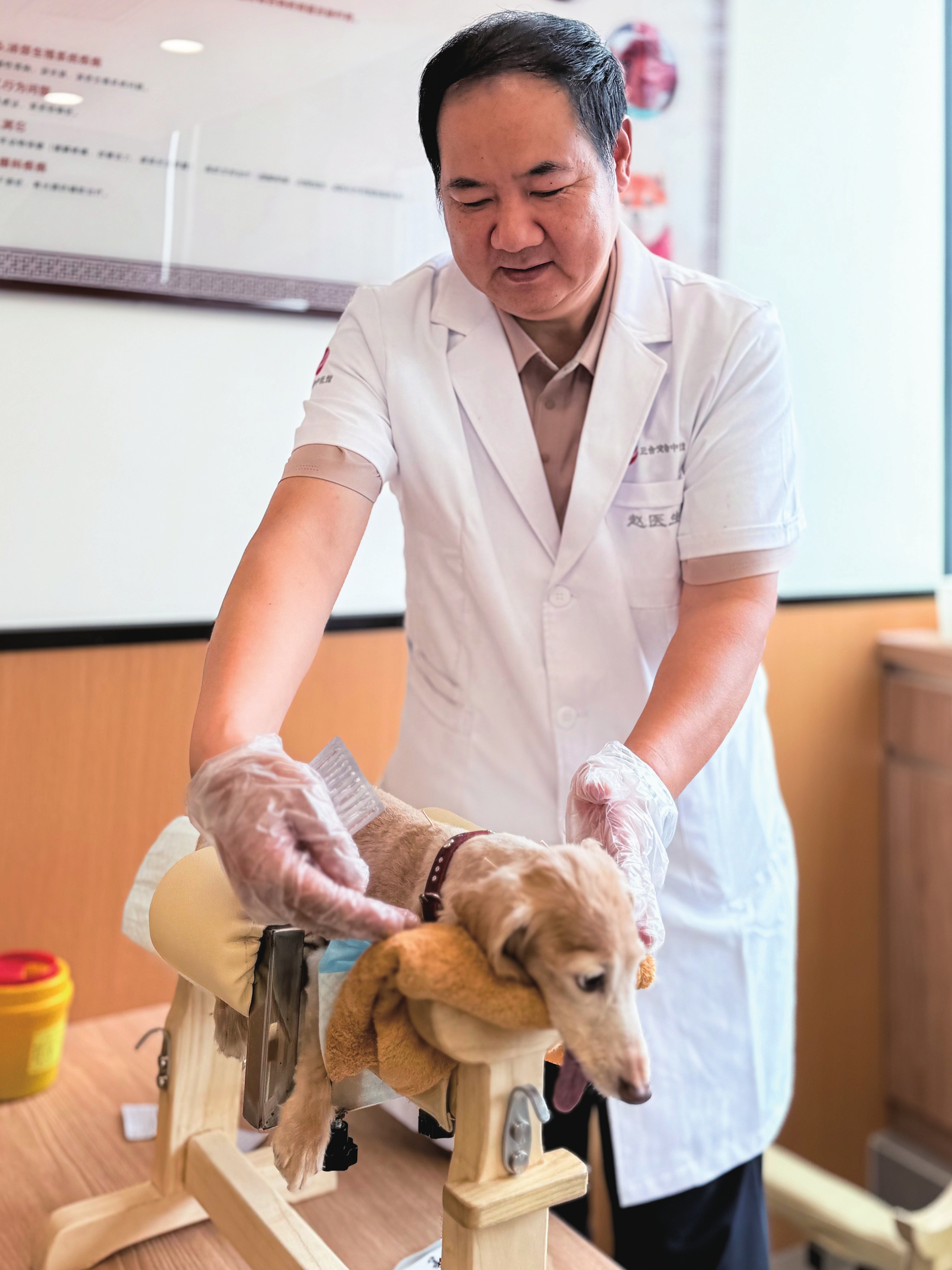 Zhao Qingdong administers acupuncture to a dachshund. Photo: Courtesy of Zhao Qingdong