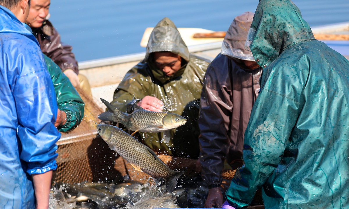 Fishermen catch fish at an aquatic breeding base in Taihe county, East China's Jiangxi Province, on November 20, 2025. The county has actively carried out winter fishing operations, ensuring timely listing and sales to meet the supply of fresh fish in the winter market. Photo: VCG