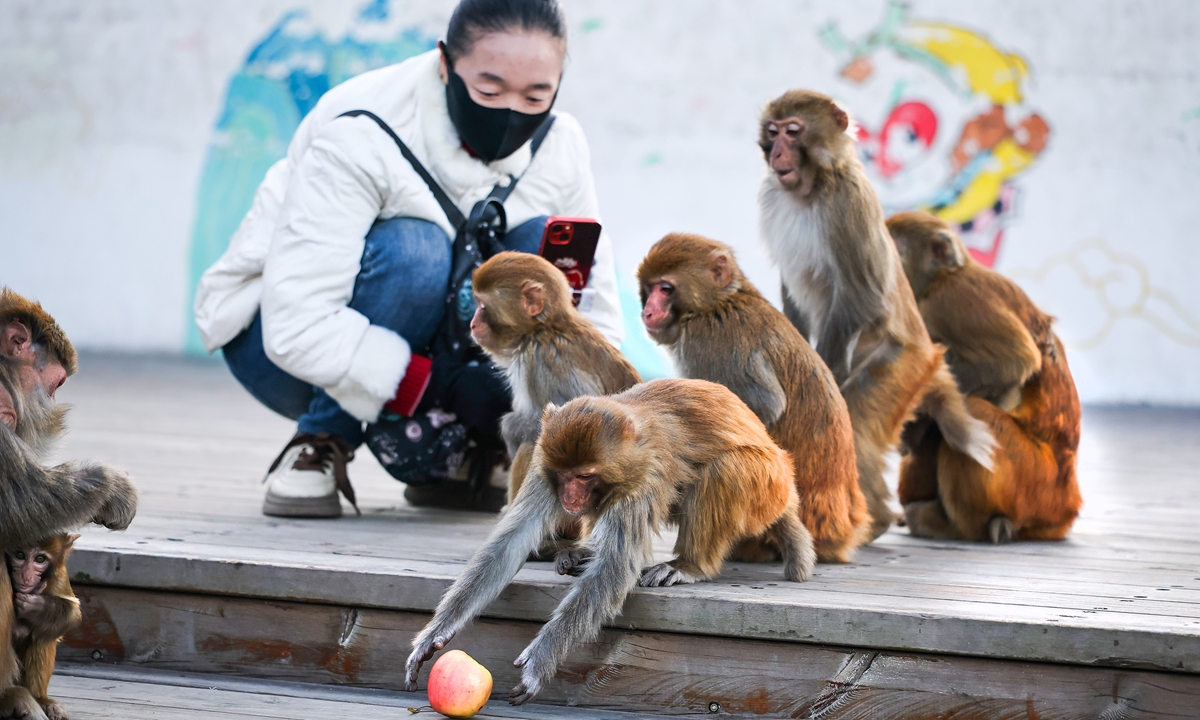 Macaques interact harmoniously with visitors at a temple in Huaguoshan scenic area, Lianyungang, East China's Jiangsu Province, on November 19, 2025. Photo: VCG