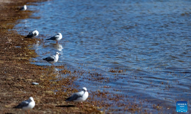 Red-billed gulls are pictured on the shore of the Yamzbog Yumco Lake in southwest China's Xizang Autonomous Region, on Nov. 20, 2025. (Xinhua/Li Jian)