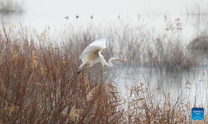 This photo taken on Nov. 22, 2025 shows a great egret at a reservoir in Shiyanghe River National Wetland Park in Minqin County of Wuwei City, northwest China's Gansu Province. The Hexi Corridor, spanning nearly 1,000 km in China's Gansu Province, is interspersed with oases, rivers, lakes, wetlands, and artificial reservoirs, providing favorable habitats and abundant food resources for migratory birds. Photo: Xinhua