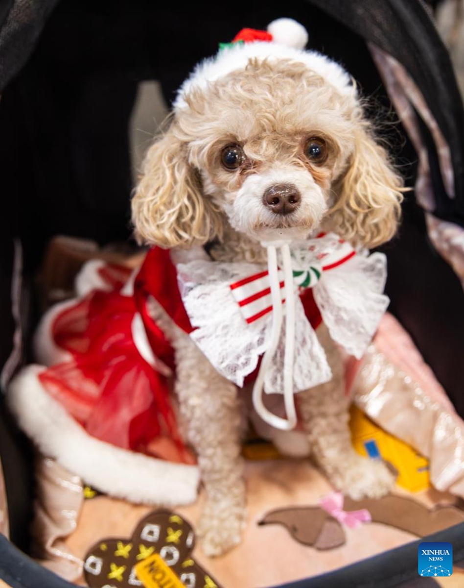 A dressed-up pet dog is seen at the 2025 Christmas Canadian Pet Expo in Mississauga, Ontario, Canada, on Nov. 22, 2025. Featuring different pet competitions and a holiday marketplace, this annual two-day event kicked off here on Saturday. (Photo by Zou Zheng/Xinhua)