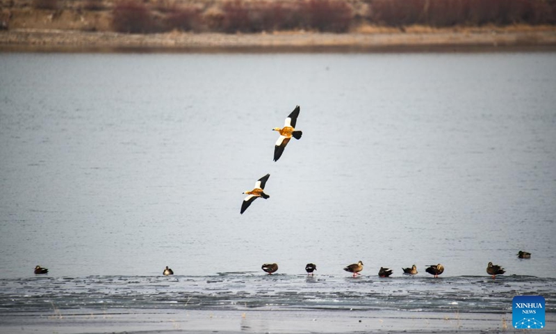 This photo taken on Nov. 22, 2025 shows ruddy shelducks at a reservoir in Shiyanghe River National Wetland Park in Minqin County of Wuwei City, northwest China's Gansu Province. The Hexi Corridor, spanning nearly 1,000 km in China's Gansu Province, is interspersed with oases, rivers, lakes, wetlands, and artificial reservoirs, providing favorable habitats and abundant food resources for migratory birds. Photo: Xinhua