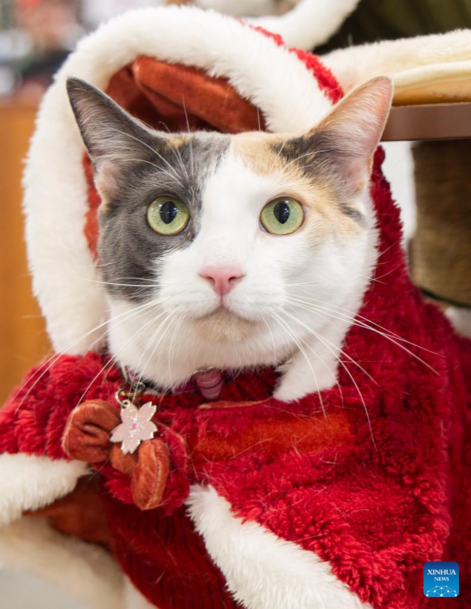 A dressed-up pet cat is seen at the 2025 Christmas Canadian Pet Expo in Mississauga, Ontario, Canada, on Nov. 22, 2025. Featuring different pet competitions and a holiday marketplace, this annual two-day event kicked off here on Saturday. (Photo by Zou Zheng/Xinhua)