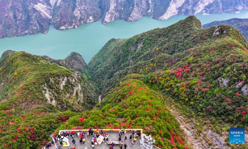 An aerial drone photo taken on Nov. 22, 2025 shows tourists at a scenic spot where the mountain vegetation start to turn red near the Wuxia Gorge, one of the Three Gorges on the Yangtze River, in Wushan County, southwest China's Chongqing. (Xinhua/Wang Quanchao)