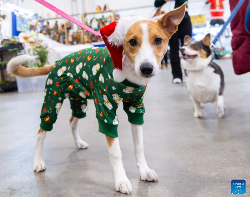 Dressed-up pet dogs are seen at the 2025 Christmas Canadian Pet Expo in Mississauga, Ontario, Canada, on Nov. 22, 2025. Featuring different pet competitions and a holiday marketplace, this annual two-day event kicked off here on Saturday. (Photo by Zou Zheng/Xinhua)