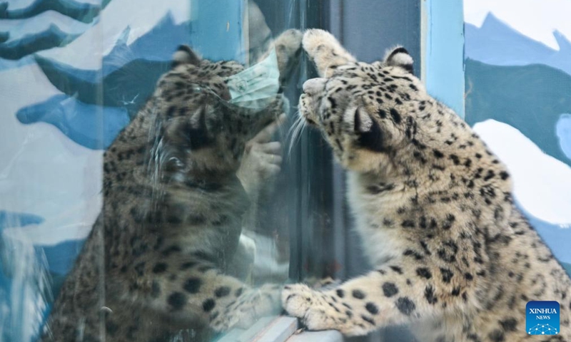 Snow leopard cub Ling Xiaomang is pictured at Xining Wildlife Park in northwest China's Qinghai Province, Nov. 22, 2025. Xining Wildlife Park is a zoo-like facility also responsible for rescuing, treating and rehabilitating wild animals from across the province. Ling Xiaomang, a snow leopard cub rescued this year, is gradually regaining mobility. (Xinhua/Qi Zhiyue)