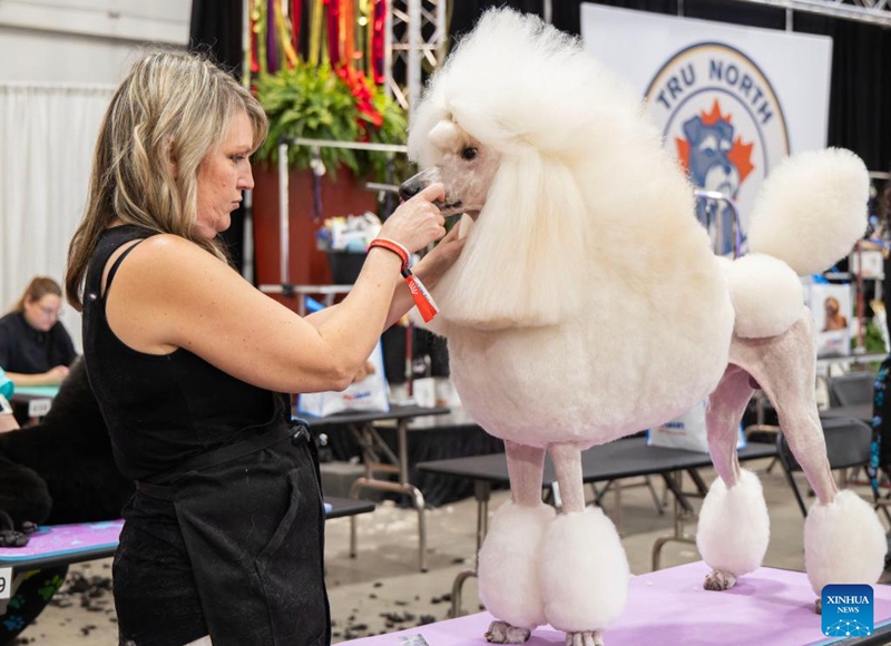 A pet groomer works on a pet dog at the 2025 Christmas Canadian Pet Expo in Mississauga, Ontario, Canada, on Nov. 22, 2025. Featuring different pet competitions and a holiday marketplace, this annual two-day event kicked off here on Saturday. (Photo by Zou Zheng/Xinhua)