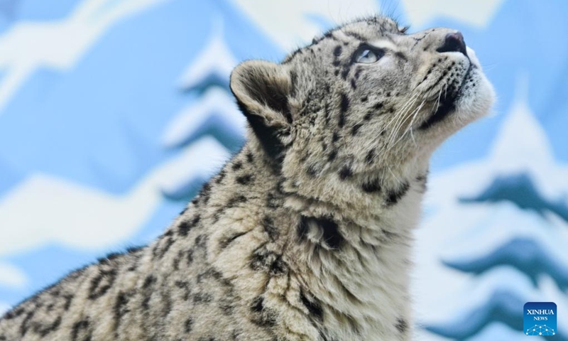 Snow leopard cub Ling Xiaomang is pictured at Xining Wildlife Park in northwest China's Qinghai Province, Nov. 22, 2025. Xining Wildlife Park is a zoo-like facility also responsible for rescuing, treating and rehabilitating wild animals from across the province. Ling Xiaomang, a snow leopard cub rescued this year, is gradually regaining mobility. (Xinhua/Qi Zhiyue)