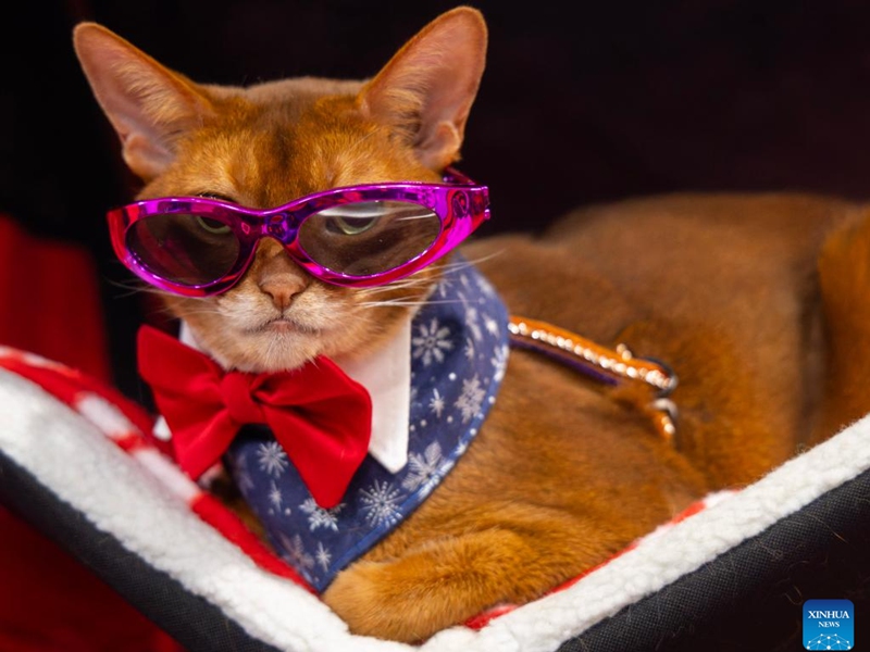 A dressed-up pet cat is seen at the 2025 Christmas Canadian Pet Expo in Mississauga, Ontario, Canada, on Nov. 22, 2025. Featuring different pet competitions and a holiday marketplace, this annual two-day event kicked off here on Saturday. (Photo by Zou Zheng/Xinhua)