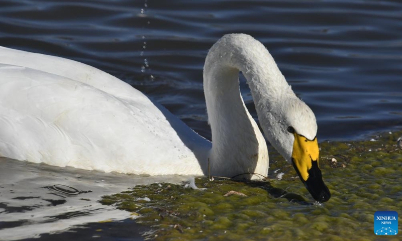 A swan forages in the Qingshui River at the Miyun Reservoir basin in Beijing, capital of China, Nov. 20, 2025. The Miyun Reservoir basin in Beijing has recently seen a surge in the number of migratory birds. (Xinhua/Li Xin)