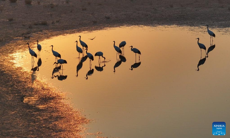 A drone photo shows cranes at a wetland park in Lianyungang, east China's Jiangsu Province, Nov. 21, 2025. (Photo by Si Wei/Xinhua)