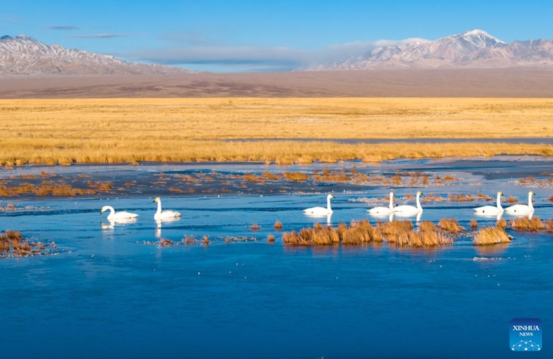 An aerial drone photo taken on Nov. 14, 2025 shows whooper swans at the Xiaosugan lake wetland in Kazak Autonomous County of Aksay, northwest China's Gansu Province. The Hexi Corridor, spanning nearly 1,000 km in China's Gansu Province, is interspersed with oases, rivers, lakes, wetlands, and artificial reservoirs, providing favorable habitats and abundant food resources for migratory birds. Photo: Xinhua