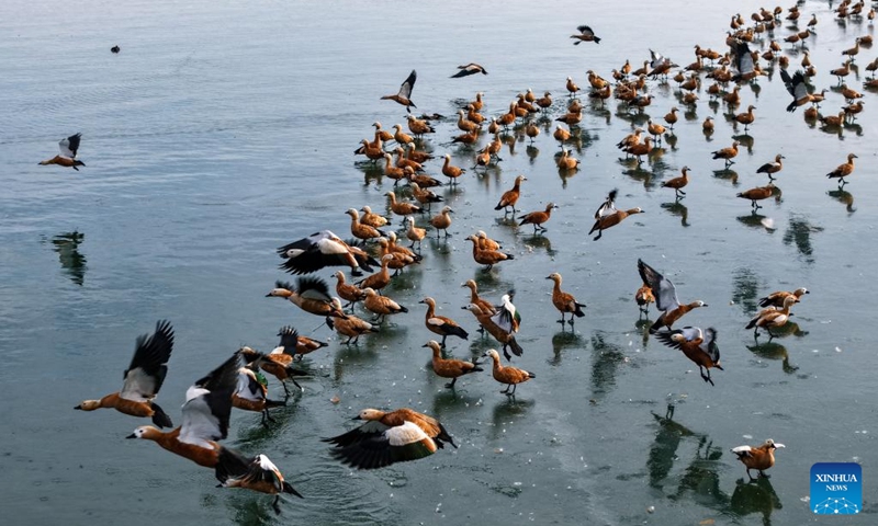 An aerial drone photo taken on Nov. 22, 2025 shows ruddy shelducks at a reservoir in Shiyanghe River National Wetland Park in Minqin County of Wuwei City, northwest China's Gansu Province. The Hexi Corridor, spanning nearly 1,000 km in China's Gansu Province, is interspersed with oases, rivers, lakes, wetlands, and artificial reservoirs, providing favorable habitats and abundant food resources for migratory birds. Photo: Xinhua