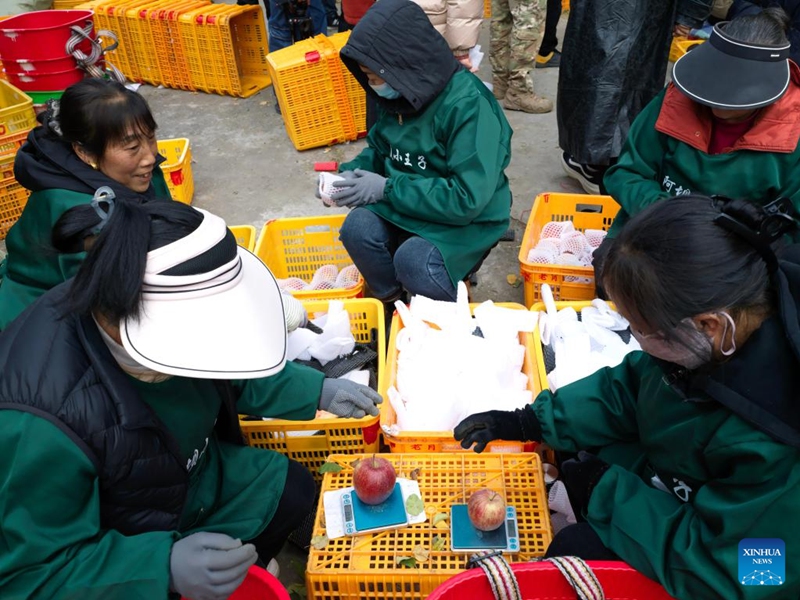 Staff members weigh and pack freshly-harvested apples in Anxiang Village of Nanxin Town, Maoxian County of Aba Tibetan and Qiang Autonomous Prefecture, southwest China's Sichuan Province, Nov. 20, 2025. Over 1,000 mu (about 66.67 hectares) of apple orchards in Nanxin Town of Maoxian County have entered the harvest season. Local villagers take good use of the apple harvest to develop tourism and e-commerce, which has promote apple sales and boosted villagers' incomes. Photo: Xinhua