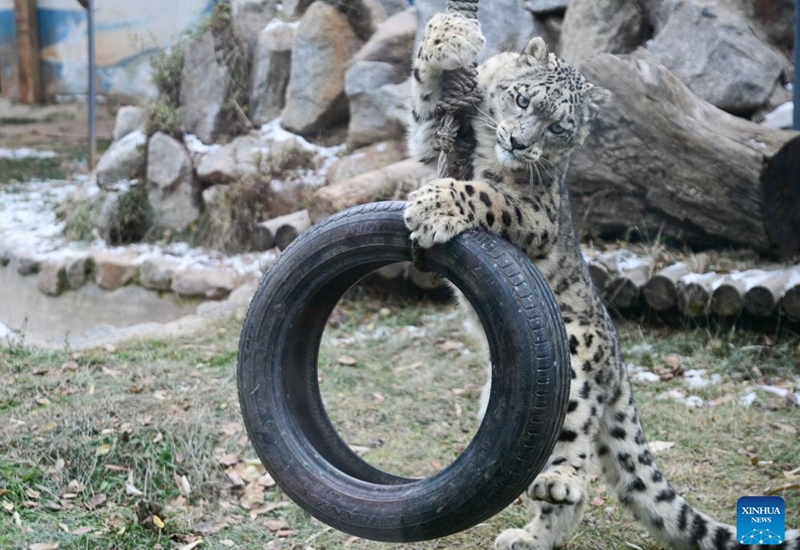 Snow leopard cub Ling Xiaomang is pictured at Xining Wildlife Park in northwest China's Qinghai Province, Nov. 22, 2025. Xining Wildlife Park is a zoo-like facility also responsible for rescuing, treating and rehabilitating wild animals from across the province. Ling Xiaomang, a snow leopard cub rescued this year, is gradually regaining mobility. (Xinhua/Qi Zhiyue)
