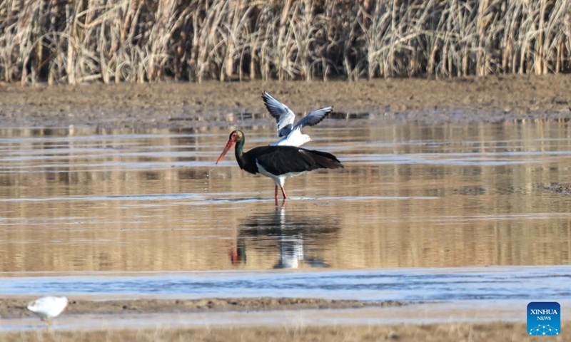 This photo taken on Nov. 12, 2025 shows black storks foraging at a wetland in Heihe Wetland National Nature Reserve in the city of Zhangye, northwest China's Gansu Province. The Hexi Corridor, spanning nearly 1,000 km in China's Gansu Province, is interspersed with oases, rivers, lakes, wetlands, and artificial reservoirs, providing favorable habitats and abundant food resources for migratory birds. Photo: Xinhua