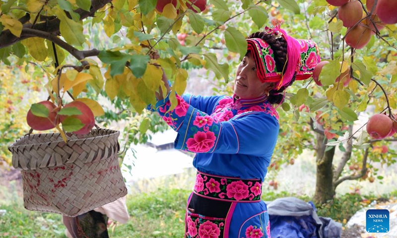 A villager harvests apples in Anxiang Village of Nanxin Town, Maoxian County of Aba Tibetan and Qiang Autonomous Prefecture, southwest China's Sichuan Province, Nov. 20, 2025. Over 1,000 mu (about 66.67 hectares) of apple orchards in Nanxin Town of Maoxian County have entered the harvest season. Local villagers take good use of the apple harvest to develop tourism and e-commerce, which has promote apple sales and boosted villagers' incomes. Photo: Xinhua