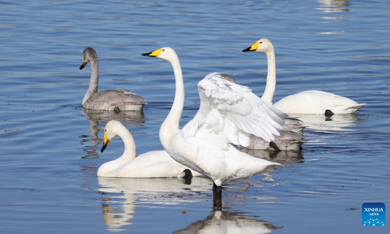 Swans rest in the Qingshui River at the Miyun Reservoir basin in Beijing, capital of China, Nov. 20, 2025. The Miyun Reservoir basin in Beijing has recently seen a surge in the number of migratory birds. (Xinhua/Li Xin)