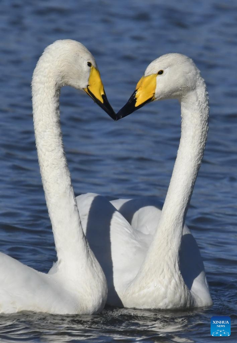 Swans are pictured in the Qingshui River at the Miyun Reservoir basin in Beijing, capital of China, Nov. 20, 2025. The Miyun Reservoir basin in Beijing has recently seen a surge in the number of migratory birds. (Xinhua/Li Xin)