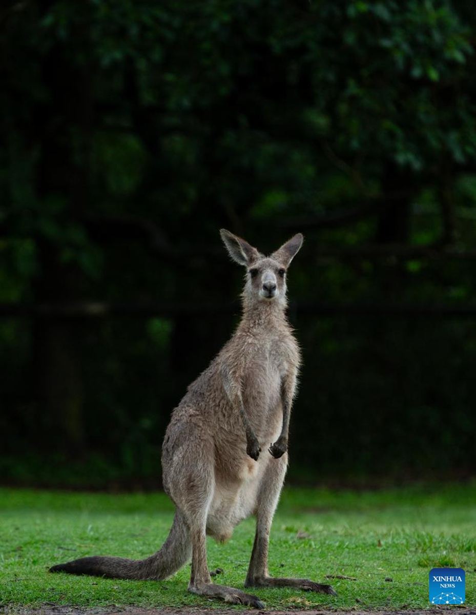 This photo taken on Nov. 23, 2025 shows a kangaroo at Lone Pine Koala Sanctuary in Brisbane, Australia. Established in 1927, Lone Pine Koala Sanctuary houses more than 100 koalas and approximately 70 other native Australian species. (Xinhua/Ma Ping)