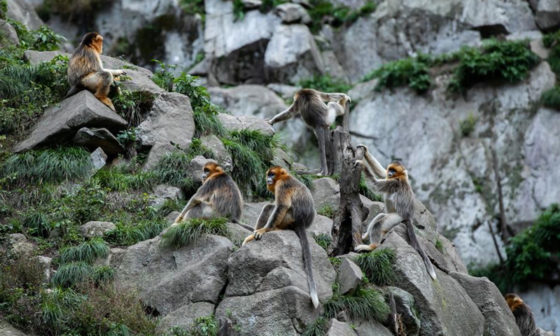 Sichuan golden snub-nosed monkeys are pictured at the Yuhe area of the Giant Panda National Park in northwest China's Gansu Province, Oct. 14, 2023. (Xinhua/Zhang Xinxin)