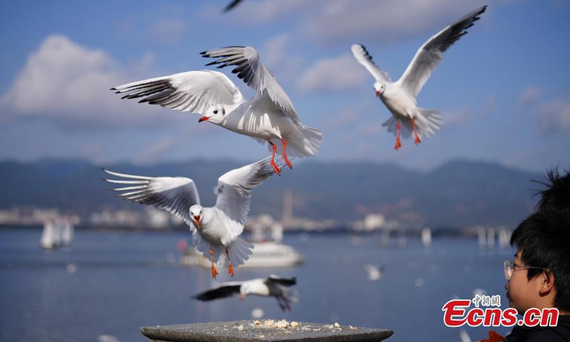 With clear and pleasant weather in Kunming, southwest China's Yunnan Province, residents and tourists visit the shores of Dianchi Lake to feed the seagulls on Nov. 23, 2025. (Photo: China News Service/Liu Ranyang)
