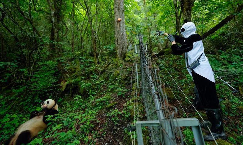 A staff member dressed in a panda costume feeds a giant panda at the Wolong area of the Giant Panda National Park in southwest China's Sichuan Province, June 24, 2024. (Xinhua/Shen Bohan)