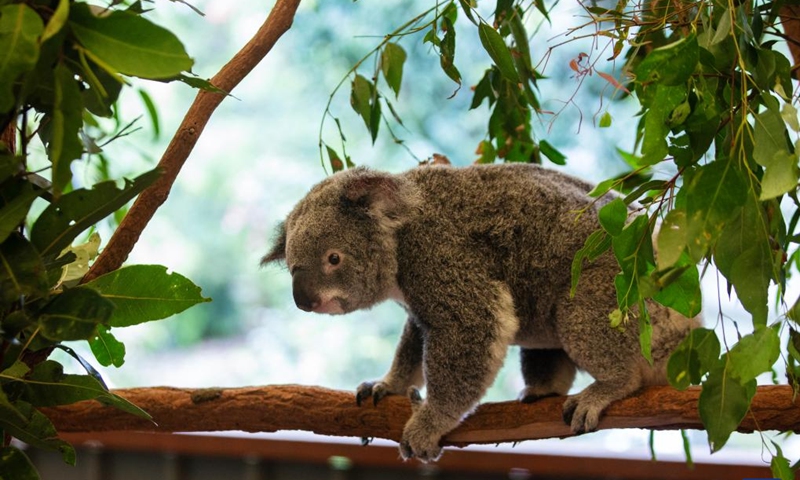 This photo taken on Nov. 23, 2025 shows a koala resting on a tree branch at Lone Pine Koala Sanctuary in Brisbane, Australia. Established in 1927, Lone Pine Koala Sanctuary houses more than 100 koalas and approximately 70 other native Australian species. (Xinhua/Ma Ping)