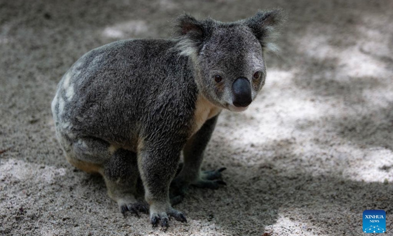 This photo taken on Nov. 23, 2025 shows a koala taking a walk at Lone Pine Koala Sanctuary in Brisbane, Australia. Established in 1927, Lone Pine Koala Sanctuary houses more than 100 koalas and approximately 70 other native Australian species. (Xinhua/Ma Ping)
