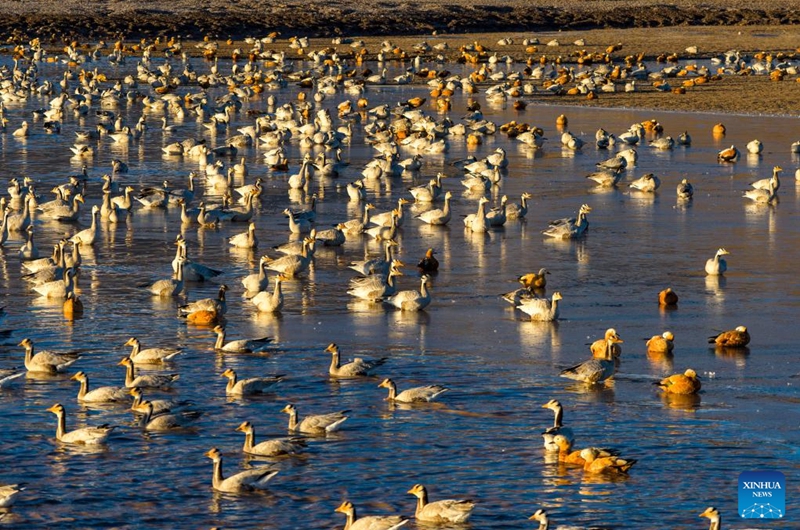 An aerial drone photo taken on Nov. 23, 2025 shows migratory birds in Lhunzhub County of Lhasa, southwest China's Xizang Autonomous Region. (Xinhua/Jiang Fan)