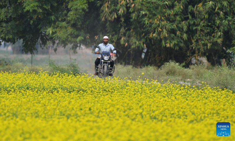 A man rides his motorcycle through a blooming mustard field at Mayong village in Morigaon district of India's northeastern state of Assam, Nov. 23, 2025. Photo: Xinhua